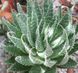 Aloe aristata (Алое остистое) SU50 фото 3
