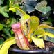 Nepenthes Hybrid Bicalcarata X Mira - Непентес гібридний Бікалкарата Х Світу - S NEP12 фото 7