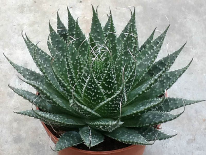 Aloe aristata (Алое остистое) SU50 фото