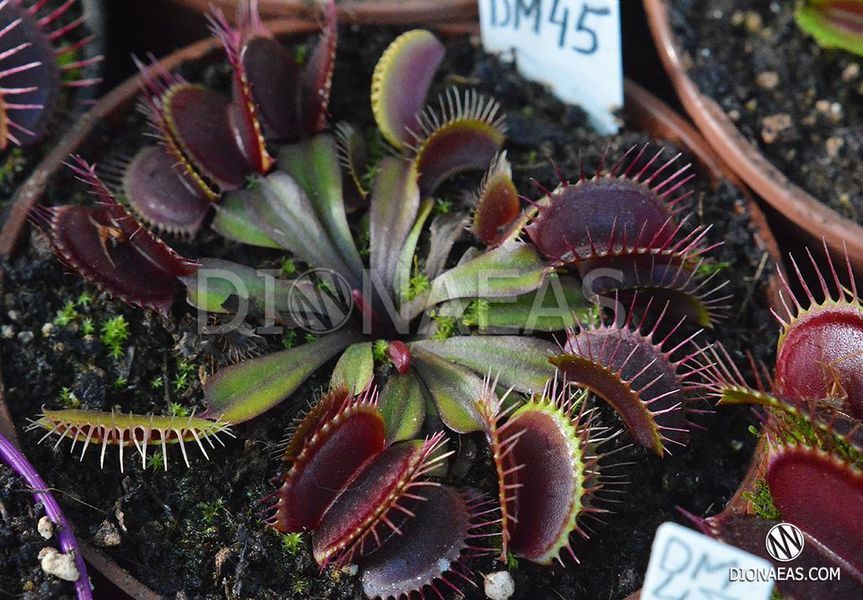 Dionaea muscipula Pink venus - L DM45 фото