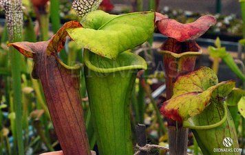 Sarracenia hybrid 15 - S S48 фото