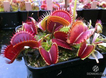 Dionaea muscipula Dent stress - S DM46 фото