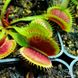 Dionaea muscipula Dent stress - S DM46 фото 6
